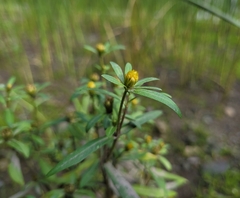 Bidens hyperborea