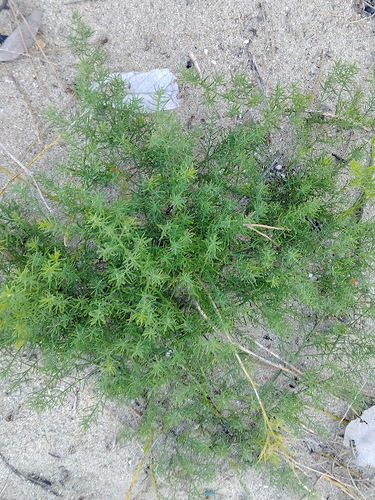 Asparagus kiusianus iNat (2)