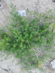 Asparagus kiusianus