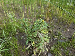 Bidens hyperborea