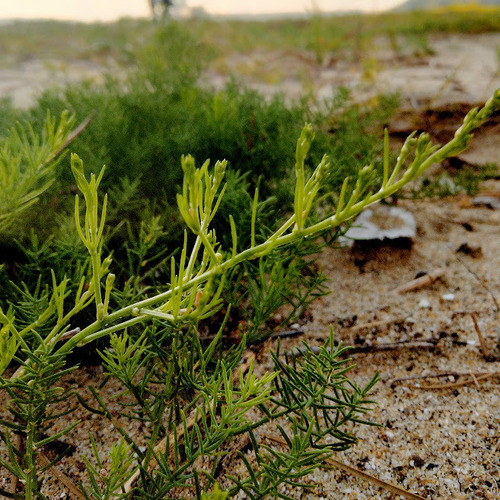 Asparagus kiusianus iNat (1)