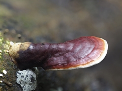 Ganoderma lucidum