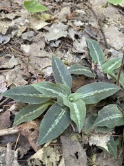 Goodyera oblongifolia