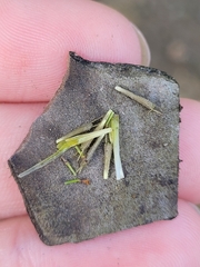Bidens hyperborea