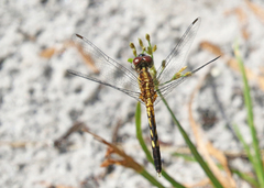 Erythrodiplax minuscula