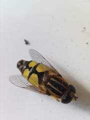 Helophilus trivittatus