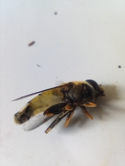 Helophilus trivittatus