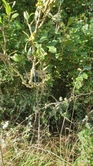Anax imperator