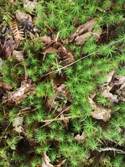 Polytrichum commune