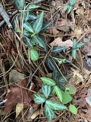 Chimaphila maculata