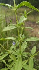 Trichostema brachiatum