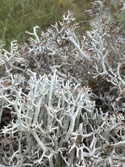 Cladonia rangiferina