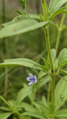 Trichostema brachiatum