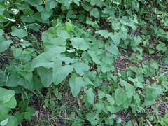 Aristolochia clematitis