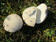 Lycoperdon utriforme
