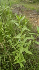 Trichostema brachiatum