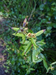 Ludwigia alternifolia