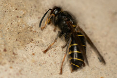 Dolichovespula