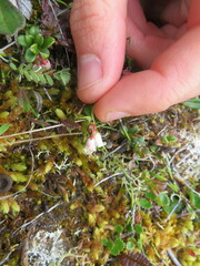 Vaccinium vitis-idaea