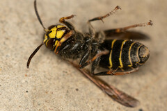 Dolichovespula
