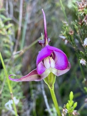 Disperis capensis capensis