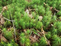 Polytrichum commune