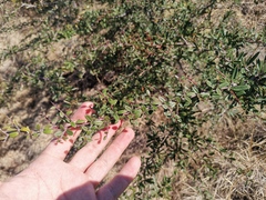 Pyracantha angustifolia