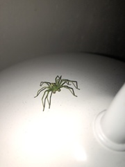 Micrommata virescens