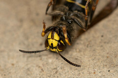 Dolichovespula