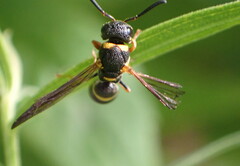 Parancistrocerus perennis