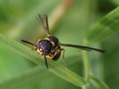 Parancistrocerus perennis