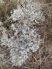 Cladonia rangiferina