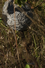 Dolichovespula media