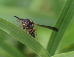 Parancistrocerus perennis