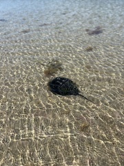 Limulus polyphemus