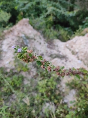 Mesosphaerum suaveolens