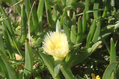 Carpobrotus edulis