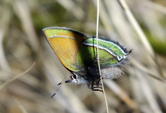 Callophrys mcfarlandi