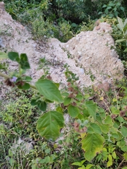 Mesosphaerum suaveolens