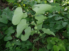 Aristolochia clematitis