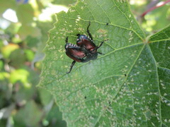Popillia japonica