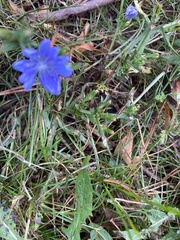 Cichorium intybus