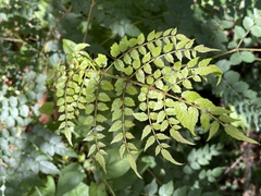 Aralia bipinnata