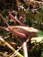 Decticus verrucivorus