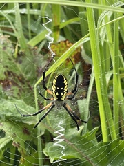 Argiope aurantia