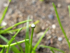 Eriocaulon parkeri