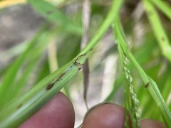 Coleataenia rigidula