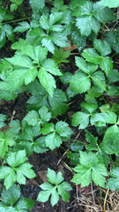 Cryptotaenia canadensis