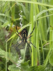 Argiope aurantia