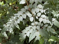 Aralia bipinnata